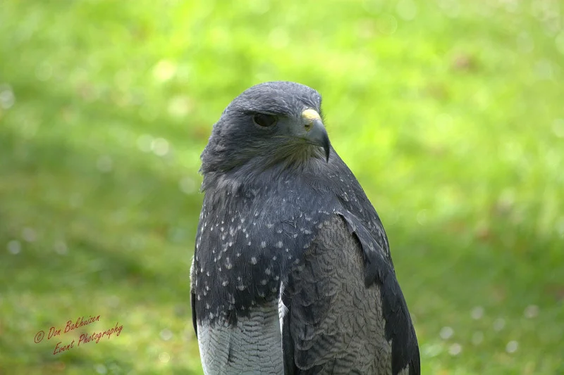 Vogelshow van Roofvogels & Uilen