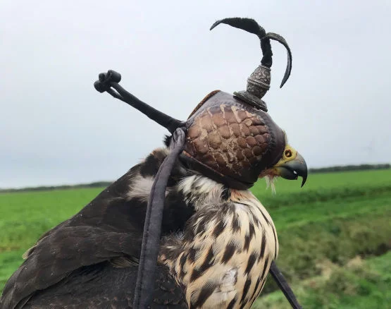 Vogelshow van Roofvogels & Uilen