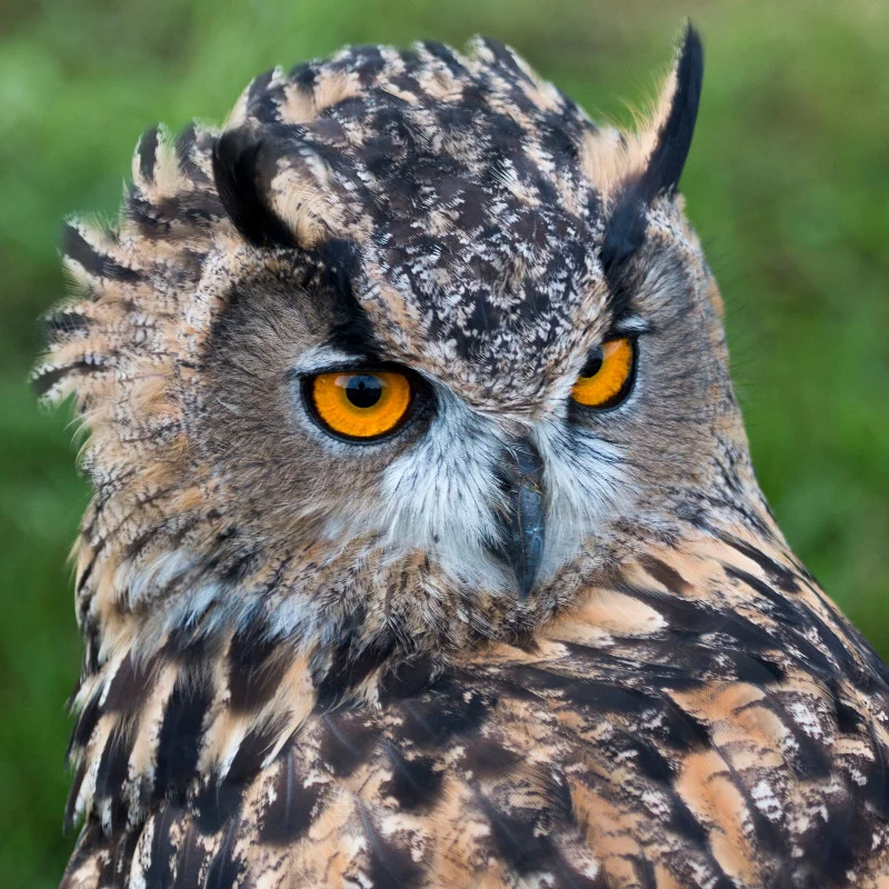 Vogelshow van Roofvogels & Uilen