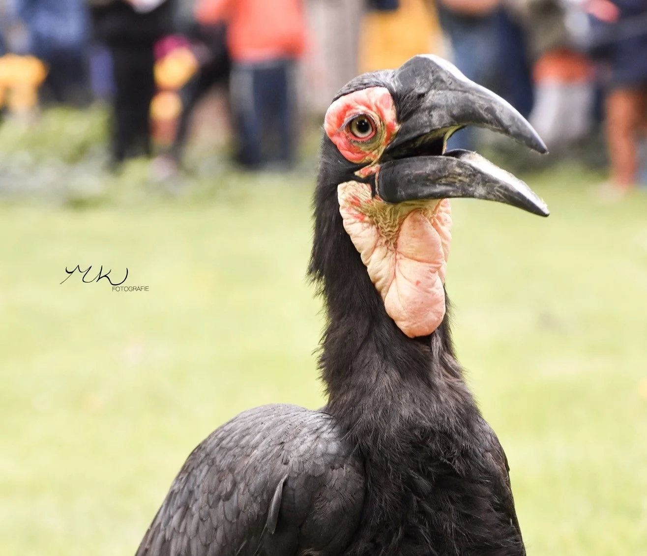 Vogelshow van Roofvogels & Uilen